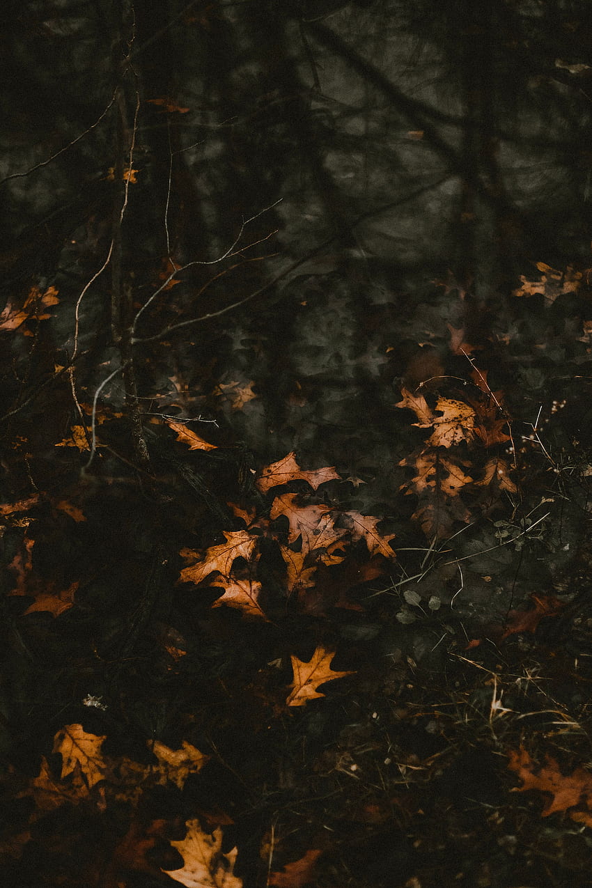 Nature, Water, Autumn, Leaves, Fallen HD phone wallpaper