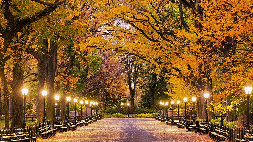 Central Park In Autumn - Central Park Fall HD wallpaper