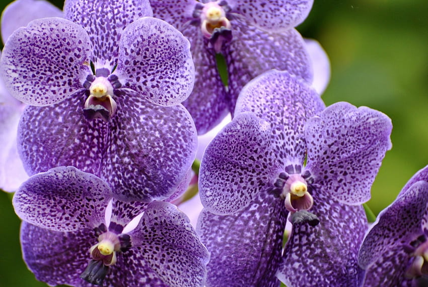 Purple Love, violet, incroyable, amour, fleur Fond d'écran HD