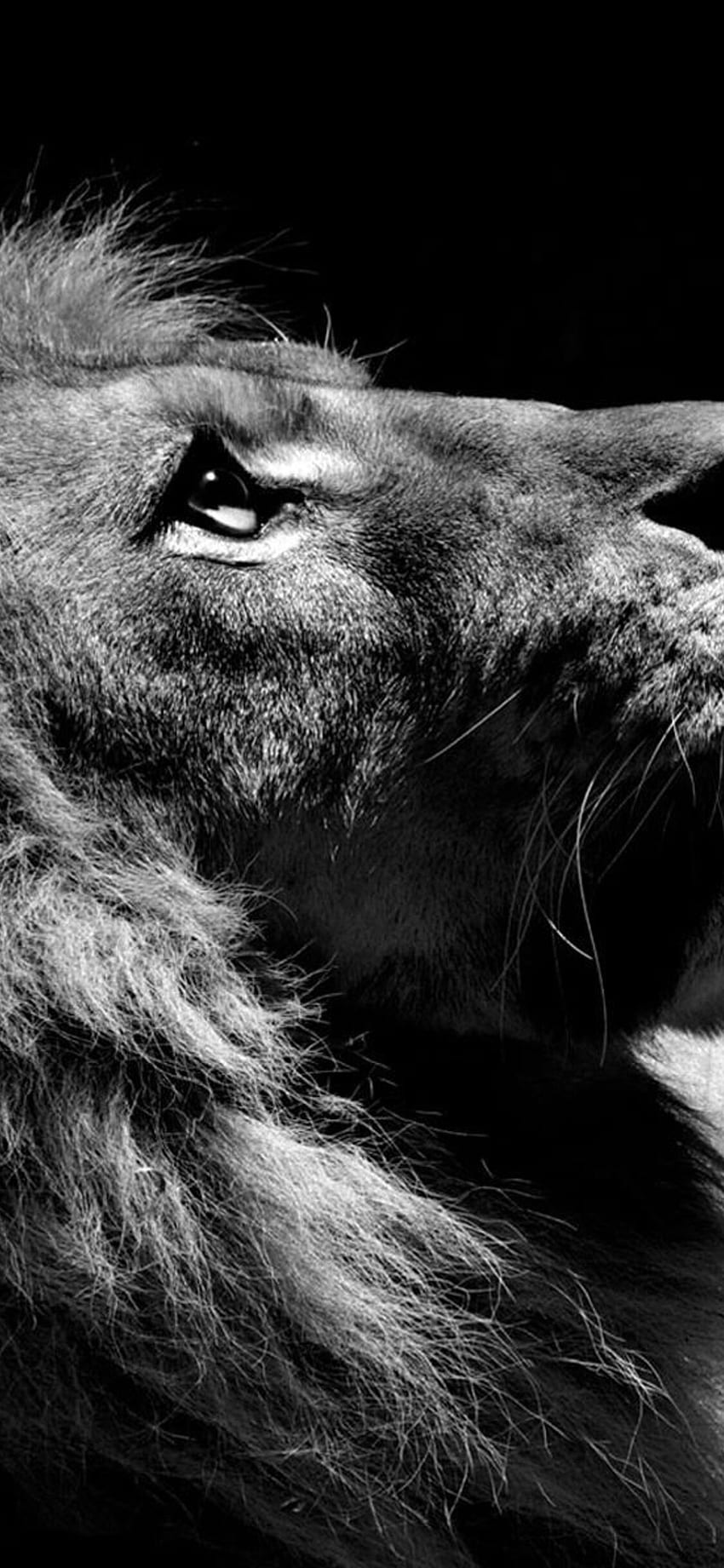 Hình nền sư tử - một trong những loài động vật mạnh mẽ và đầy uy lực trên trái đất. Sư tử luôn được ngưỡng mộ vì vẻ đẹp hoang dã của nó, và hình nền sư tử sẽ giúp bạn tạo ra một không gian làm việc và giải trí đầy khí thế.