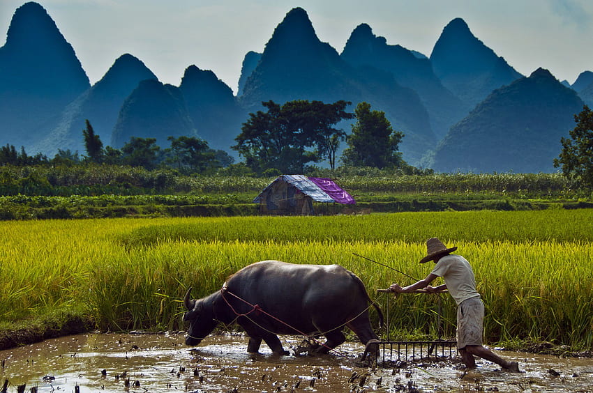 paddy farmers water buffaloes man landscape fields, Vietnam Landscape HD wallpaper