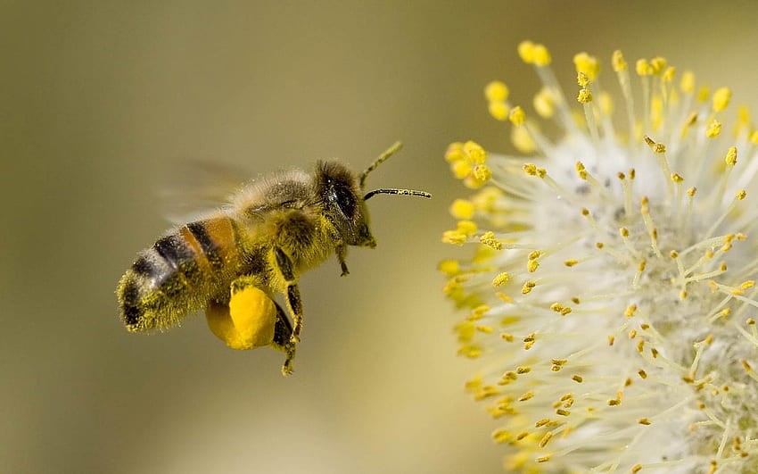 Honigbiene, kühle Biene HD-Hintergrundbild