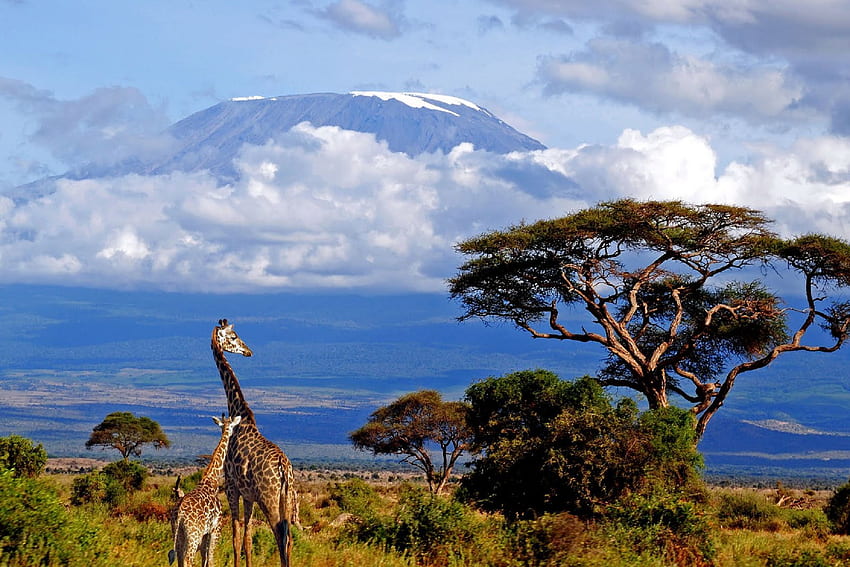 Seyahat Kilimanjaro Dağı 3 - Seyahat HD duvar kağıdı