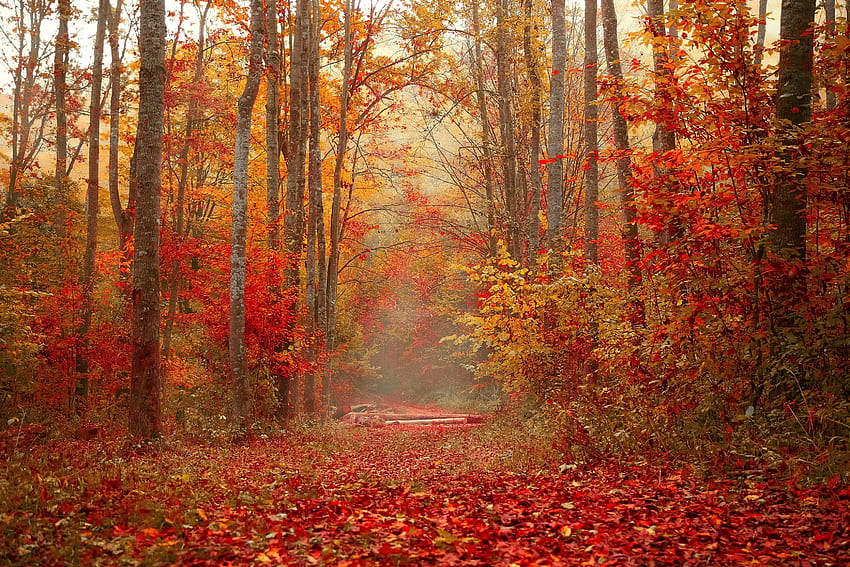 Alberi, natura, autunno, foresta, fogliame, colorato, colorato Sfondo HD