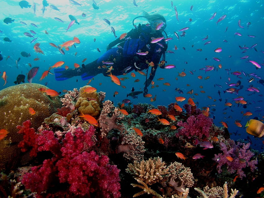 corail . Meilleure plongée sous-marine, Plongée sous-marine, Plongée sous-marine, Deep Sea Diver Fond d'écran HD