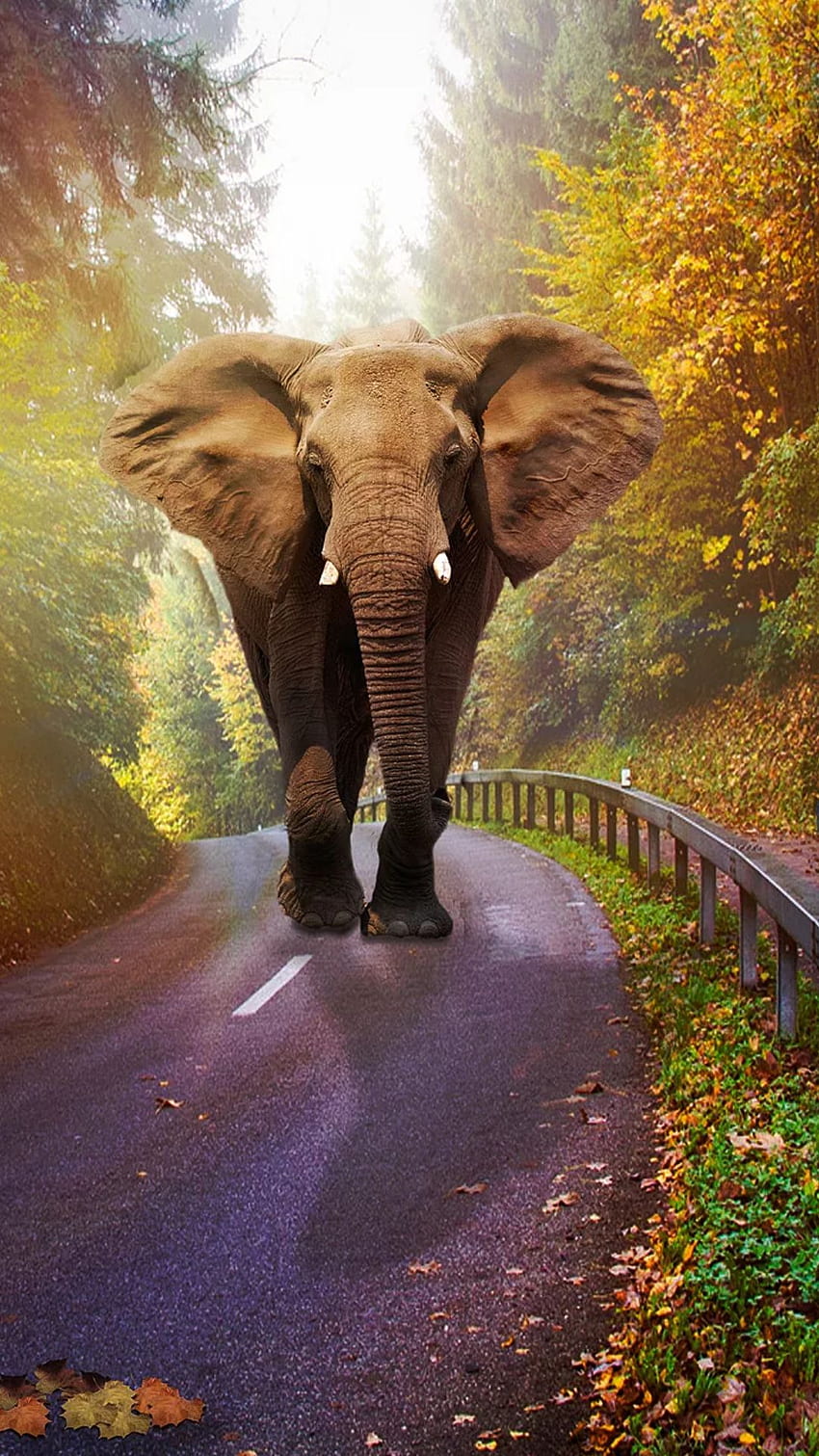 Elephant Mobile HD phone wallpaper