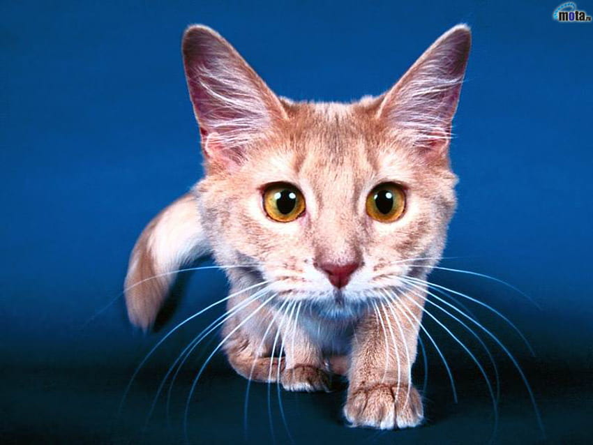 Kot z dużymi oczami, słodki, zwierzęcy, kotek, ssak, kot, koci Tapeta HD