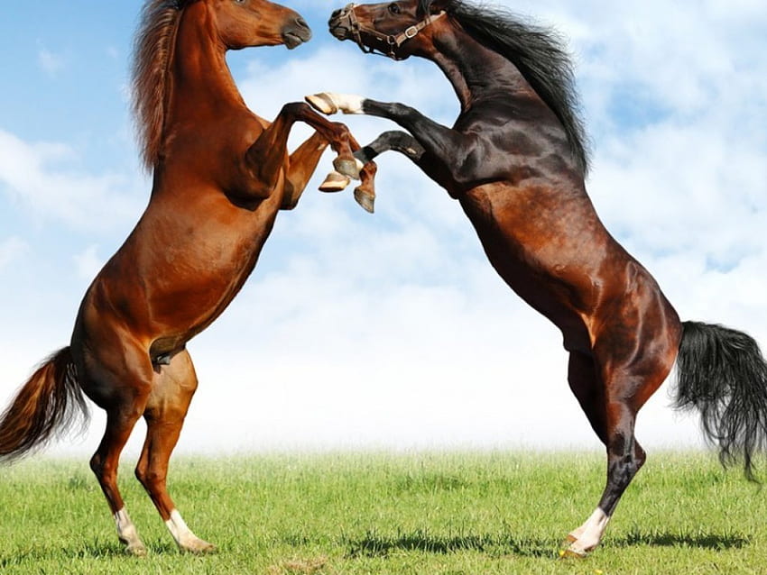 การต่อสู้ของม้า ม้า การต่อสู้ วอลล์เปเปอร์ HD