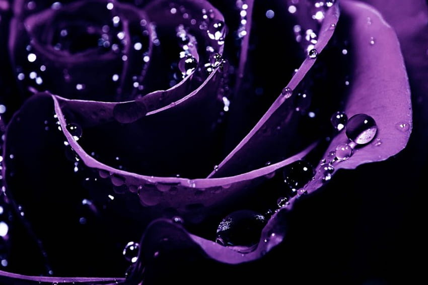 Purple, rose, roses, flower HD wallpaper
