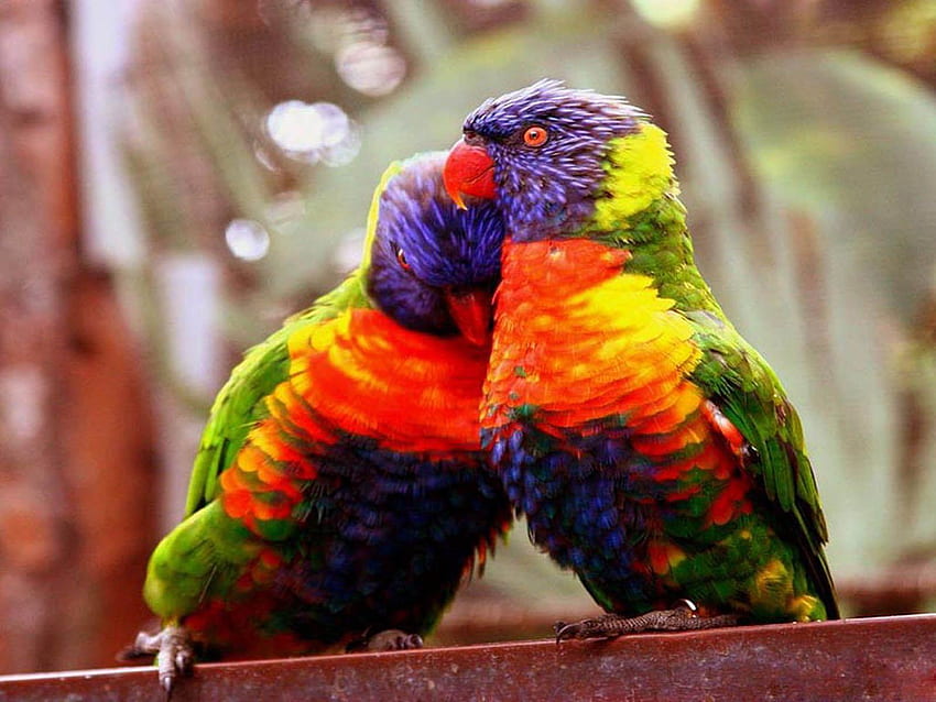Uccelli innamorati – POTO BUTUT, Uccelli innamorati rosa Sfondo HD