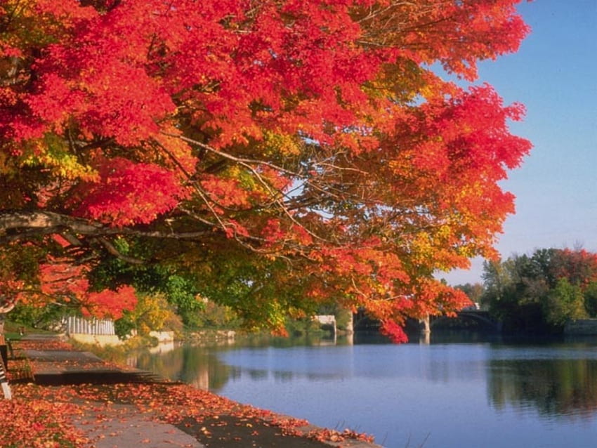 Fall Time, natureza, pacífica, lago, outono papel de parede HD