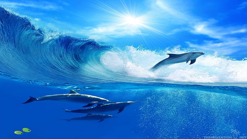 Dolphins background, Amazing Dolphin HD wallpaper