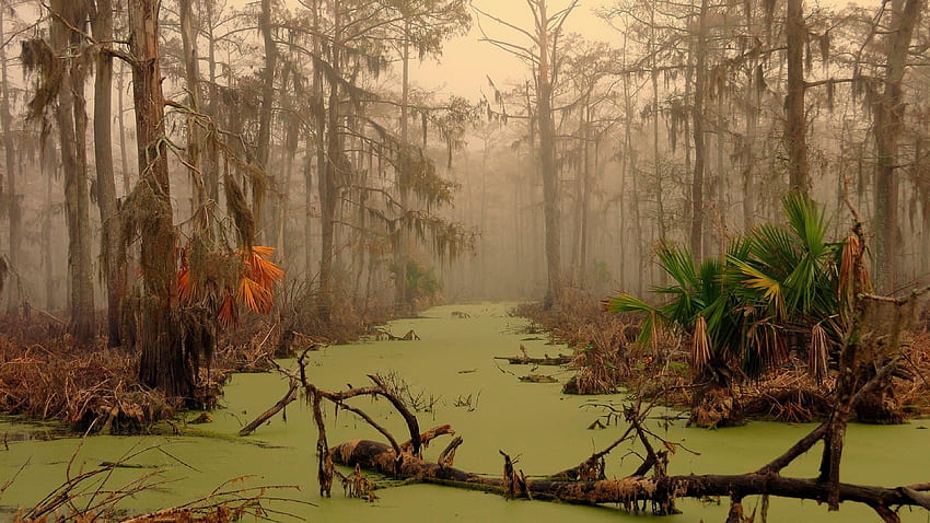 Louisiana swamp: pics HD wallpaper