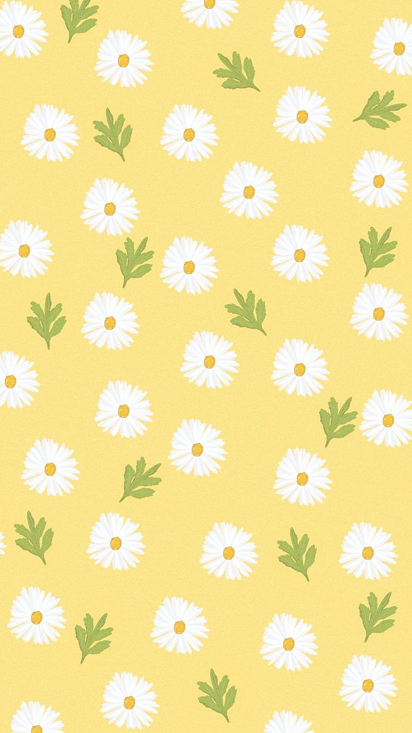 Cute Daisy, Yellow Daisies HD phone wallpaper