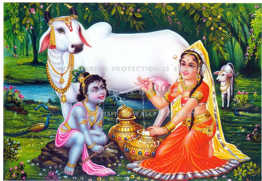 yashoda krishna child cute cow people, Krishna and Cow HD wallpaper