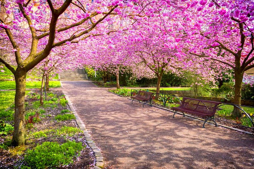bench, pink, nature, path HD wallpaper