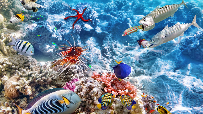 Colorful fish, underwater, sea, clownfish U HD wallpaper | Pxfuel
