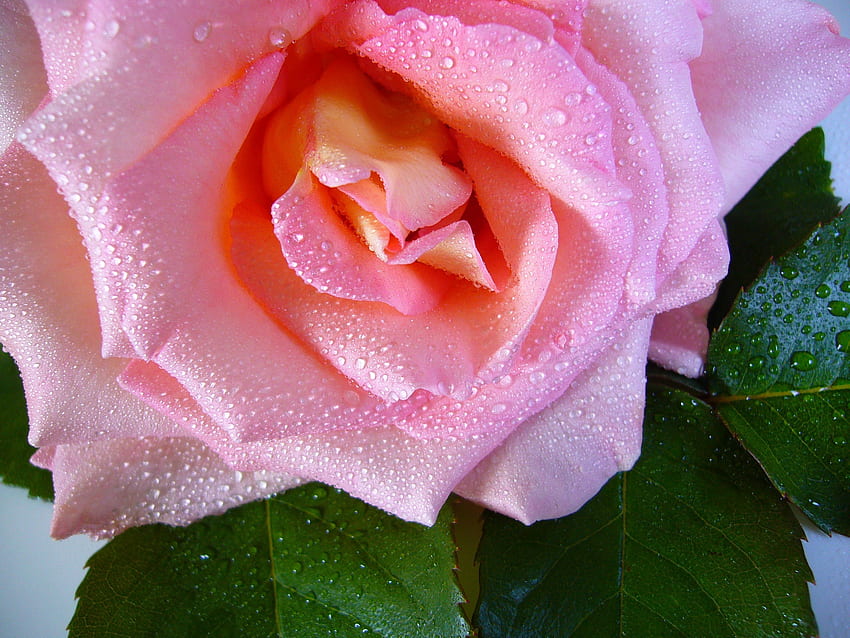 Drops, Flower, Macro, Rose Flower, Rose, Bud, Dew HD wallpaper