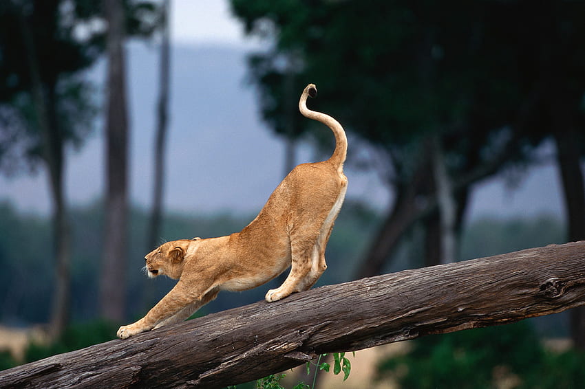 Loin Cub Alongamento, África, Alongamento, Gato, Leão, Selvagem papel de parede HD