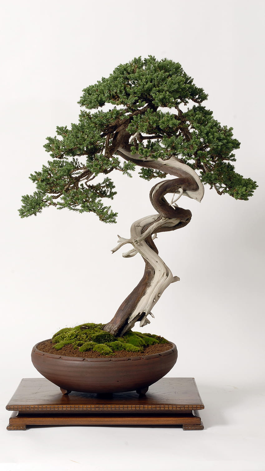 Ideale per bonsai, acero bonsai Sfondo del telefono HD