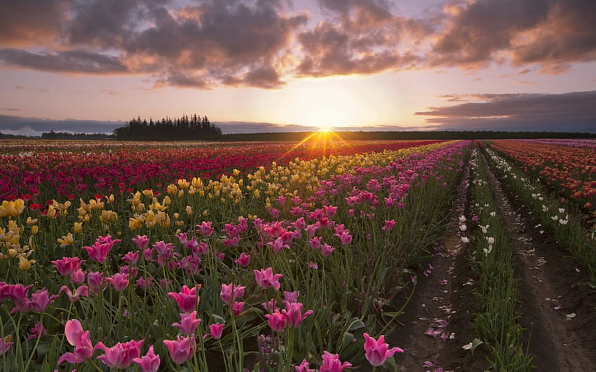 Lapangan Tulip, tulip, lapangan, indah, bunga, matahari terbenam Wallpaper HD