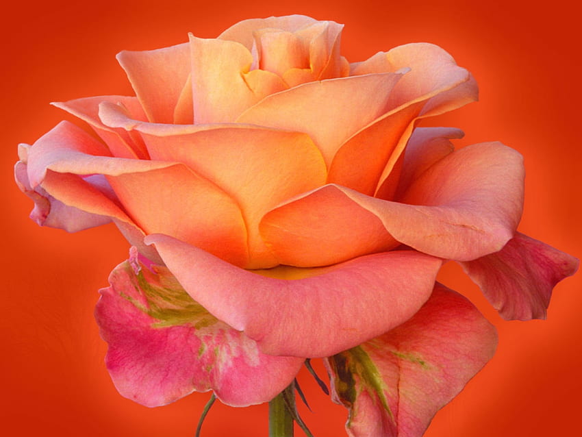 Peace Rose สันติ สีชมพู ดอกไม้ ความงาม ดอกกุหลาบ วอลล์เปเปอร์ HD