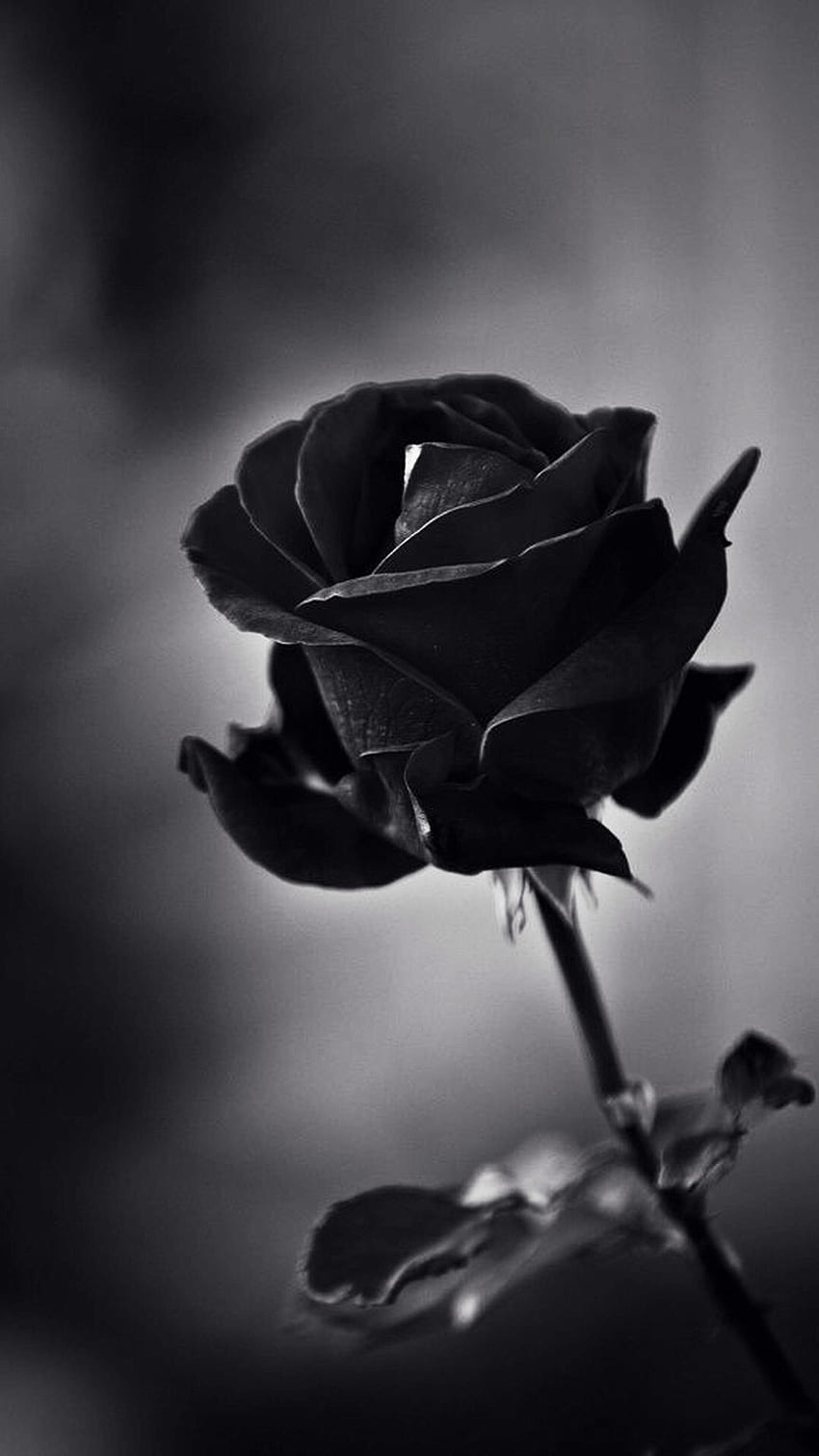 Schwarze Farbe, schwarze Rose, königliche schwarze Rose, schwarze Rose HD-Handy-Hintergrundbild