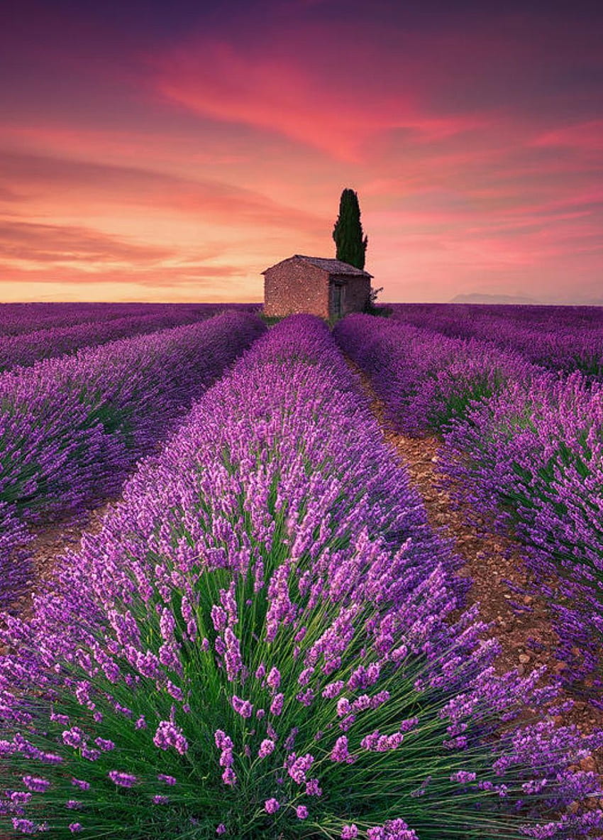 Lavender Field - Valensole (France) by Eric Rousset. Lavender magic, Fields France HD phone wallpaper