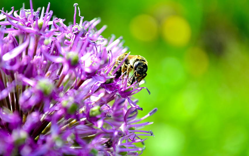 Background, Flower, Macro, Bee, Pollination HD wallpaper