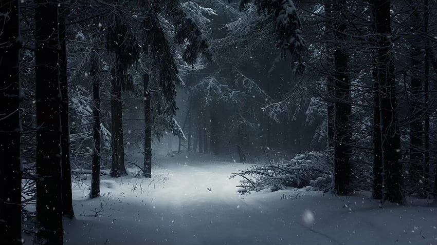 Forest With Snow In Winter Live , Snowy Forest HD wallpaper