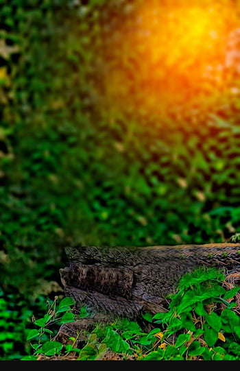 Picsart Blur Nature Background  HD phone wallpaper  Pxfuel
