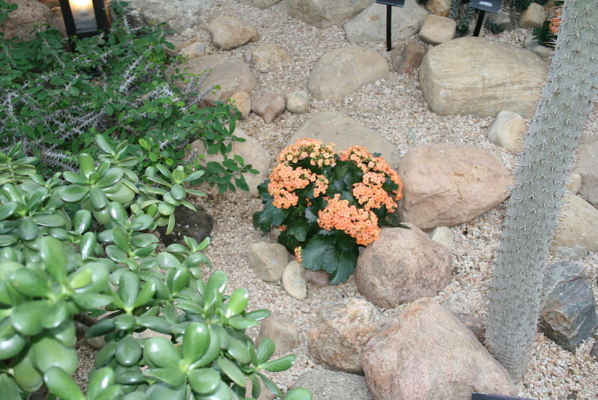 Garden day at Edmonton Pyramids 04, графика, зелено, цветя, градина, портокал, скали, кактус, камъни HD тапет