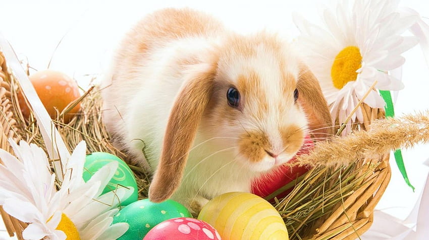 Happy Easter, painting, flower, colors, eggs, rabbit HD wallpaper