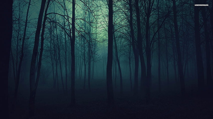Beautiful Landscapes Dark Misty Forest HD wallpaper
