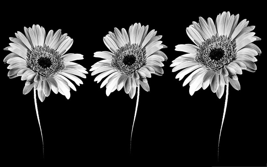 黒と白の花。 Black and white flowers, Flowers black background, 白い花 高画質の壁紙