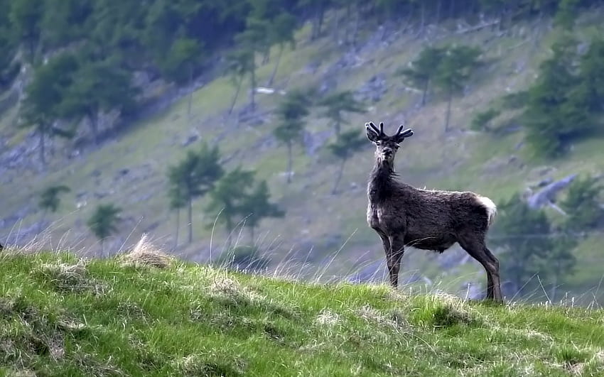 Animals, Grass, Animal, Mountain Animal, Caucasus Mountains, Caucasian Mountains HD wallpaper