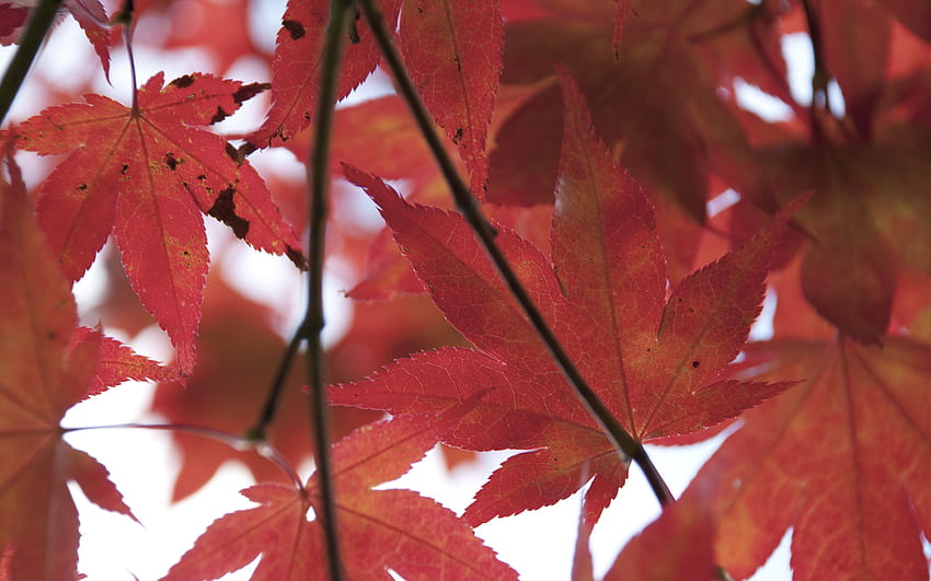 Caída, rojo, árboles, colores, naturaleza, hojas. fondo de pantalla