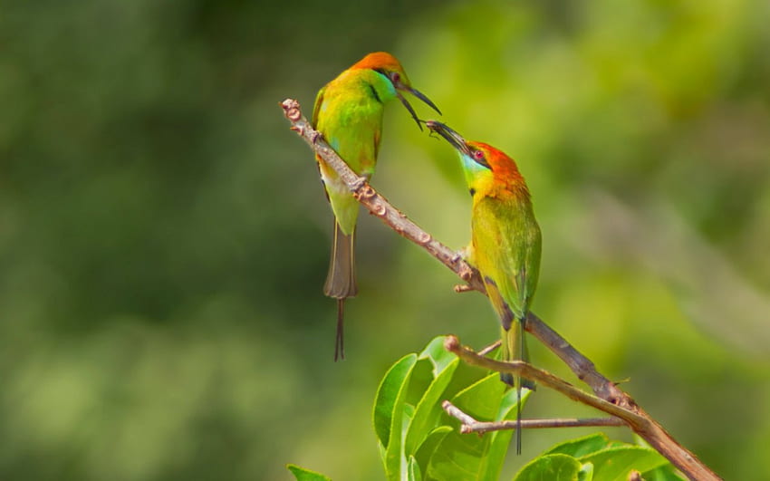 Due uccelli, ramo, uccelli, animali, verde Sfondo HD