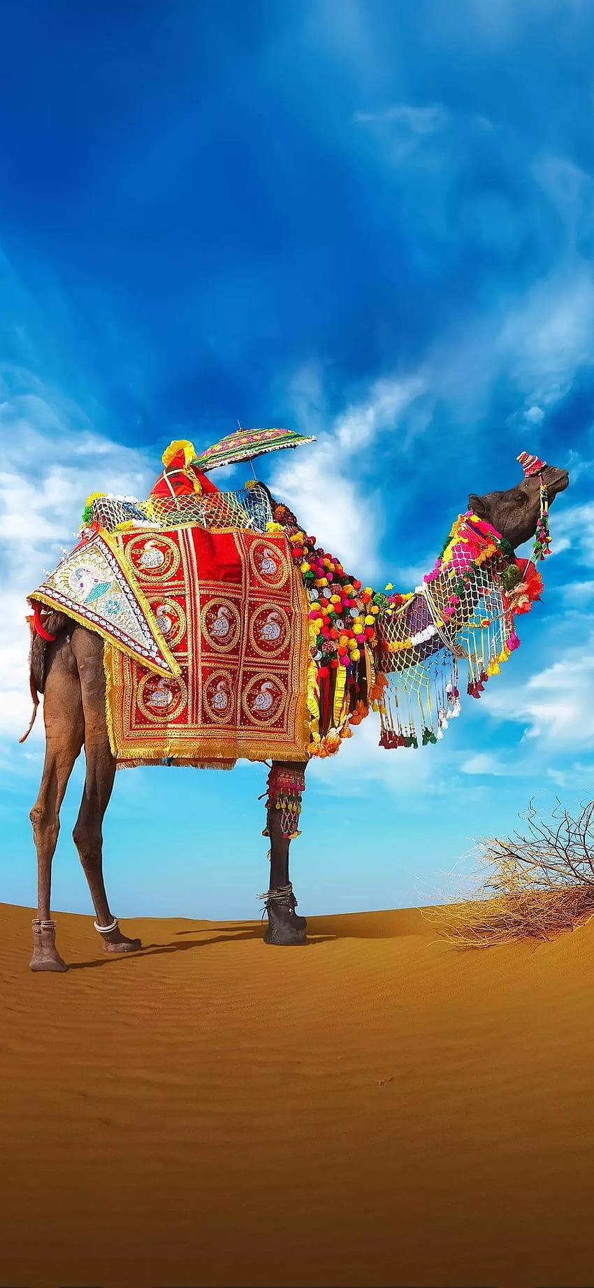 Camel, sky, cloudy, nature, rajasthan HD phone wallpaper