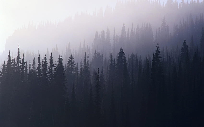 Misty Forest, Grey Forest HD wallpaper