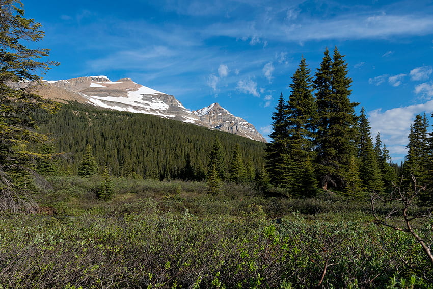 Landscape, Nature, Mountains, Parks, Bush, Canada, Forest HD wallpaper