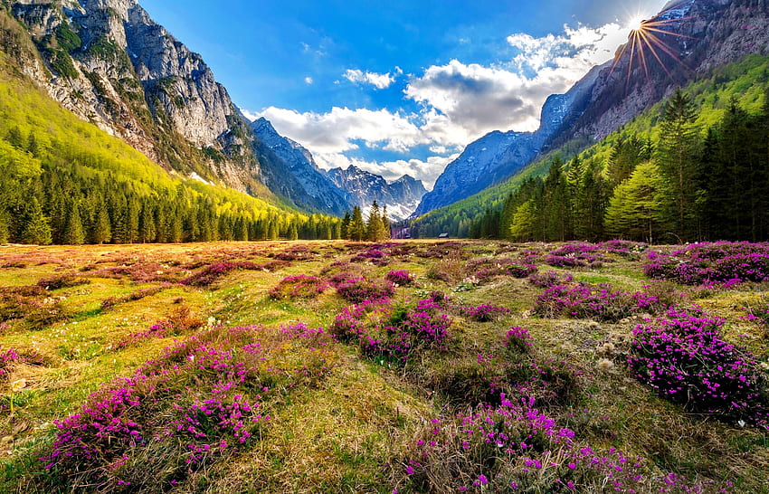 Valley of flowers, hills, meadow, beautiful, mountain, wildflowers, summer, valley, sky, flowers HD wallpaper