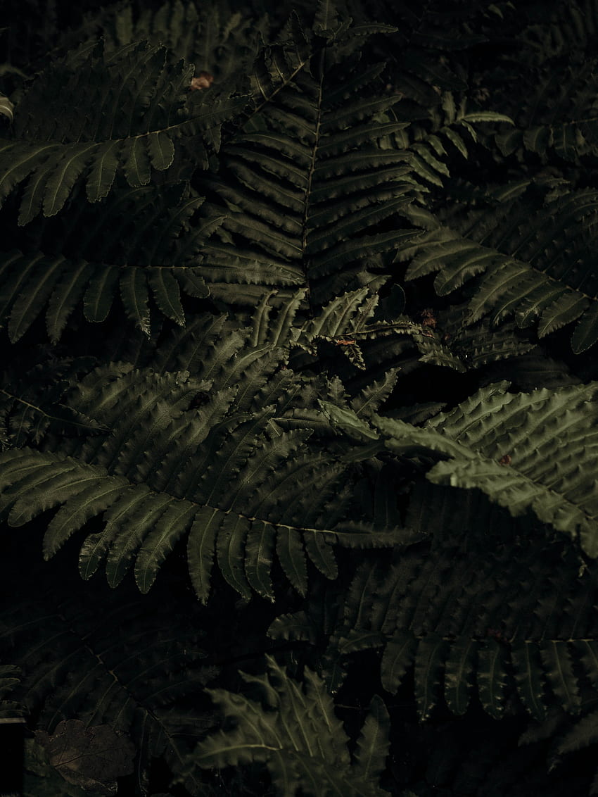 Leaves, Plant, Macro, Fern, Close-Up HD phone wallpaper | Pxfuel