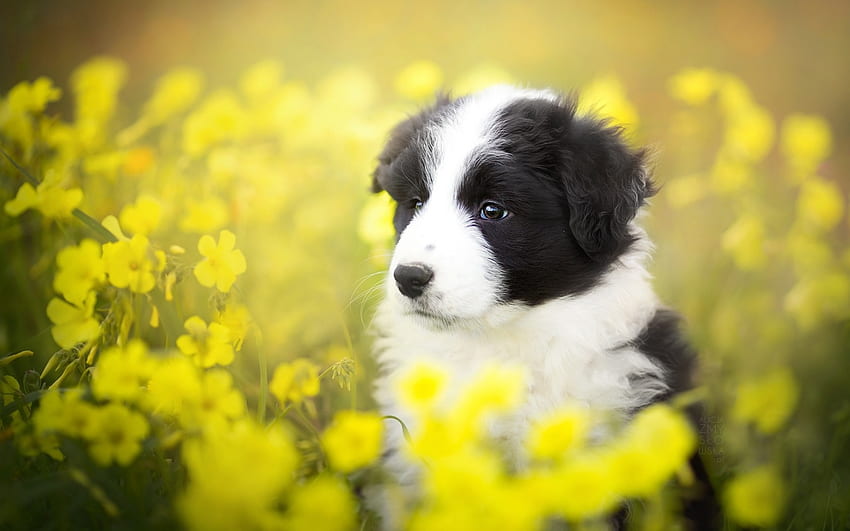 ボーダーコリー、犬、甘い、白、黒、かわいい、春、夏、子犬、野原、花、黄色、ケイン 高画質の壁紙