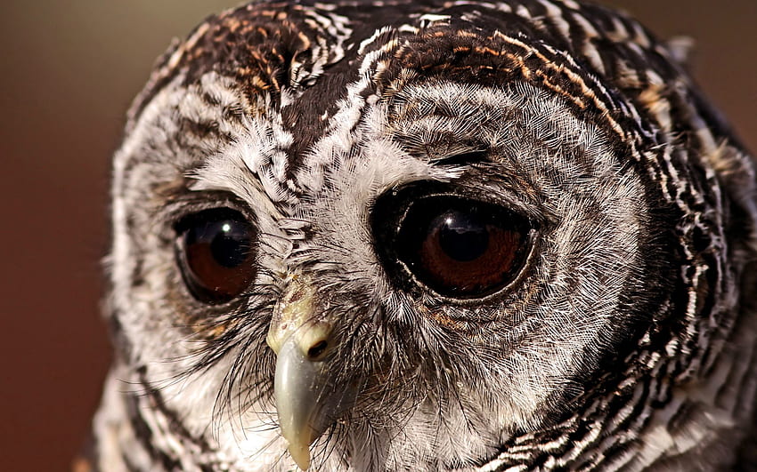 Animals, Owl, Bird, Eyes, Tawny Owl, Sad Look HD wallpaper