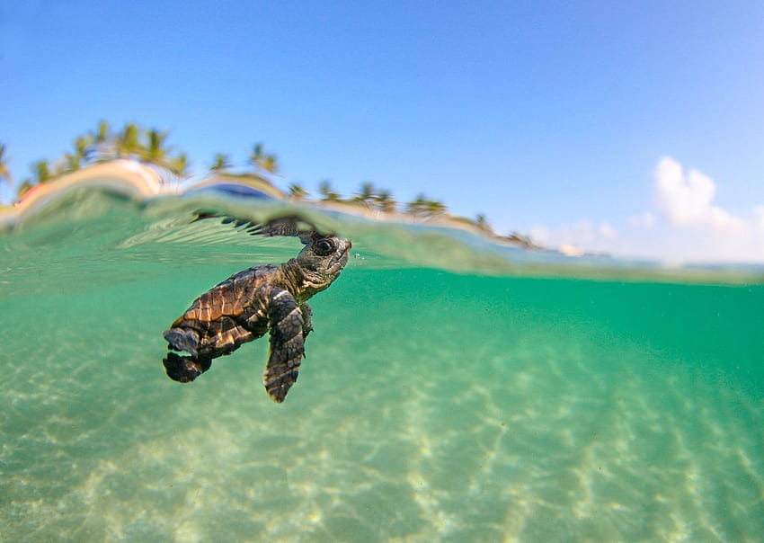 Żółw morski dla ✓ Galerie małego żółwia morskiego Tapeta HD