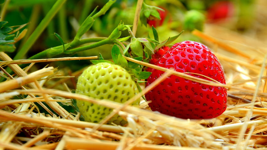 Food, Strawberry, Berries, Maturation HD wallpaper
