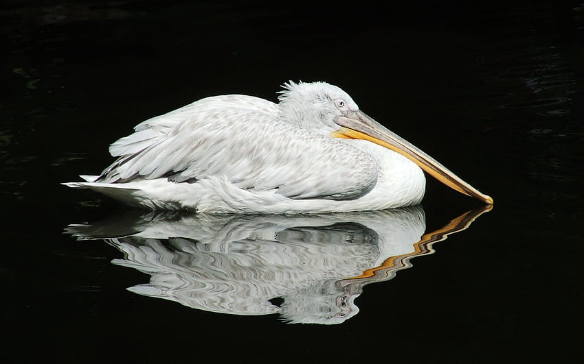 Black Pelican Reflection, black, waterfowl, reflection, water bird, bird, pelican, sea bird HD wallpaper
