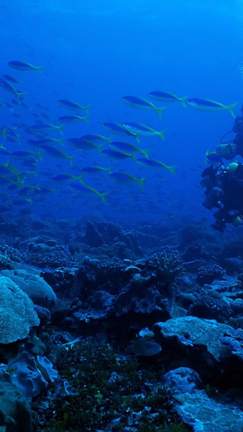 Animals diver fish coral scuba diving exploration HD phone wallpaper