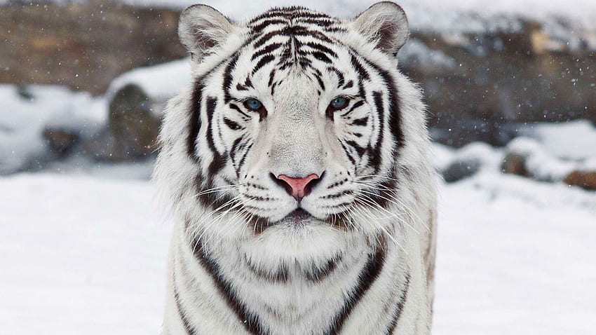Бял бенгалски тигър [] за вашия мобилен телефон и таблет. Изследвайте белия бенгалски тигър. Тигър, Кралски бенгалски тигър, Жив тигър HD тапет